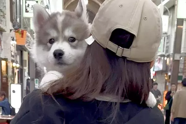 軽々と抱っこされる赤ちゃん犬→10ヶ月後に『同じ場所で撮影した』結果…もはや別犬のような『成長』に8万いいね「凄い」「自認赤ちゃんｗ」
