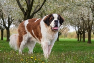 『大型犬』の知られざる6つの魅力　飼っている人にしか分からない見た目とのギャップまで