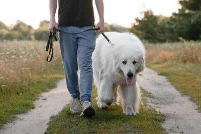 『大型犬』の知られざる6つの魅力　飼っている人にしか分からない見た目とのギャップまで