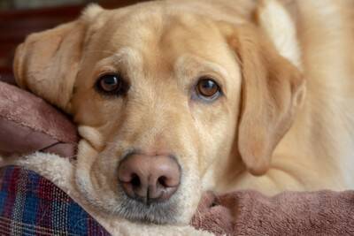 『大型犬』の知られざる6つの魅力　飼っている人にしか分からない見た目とのギャップまで