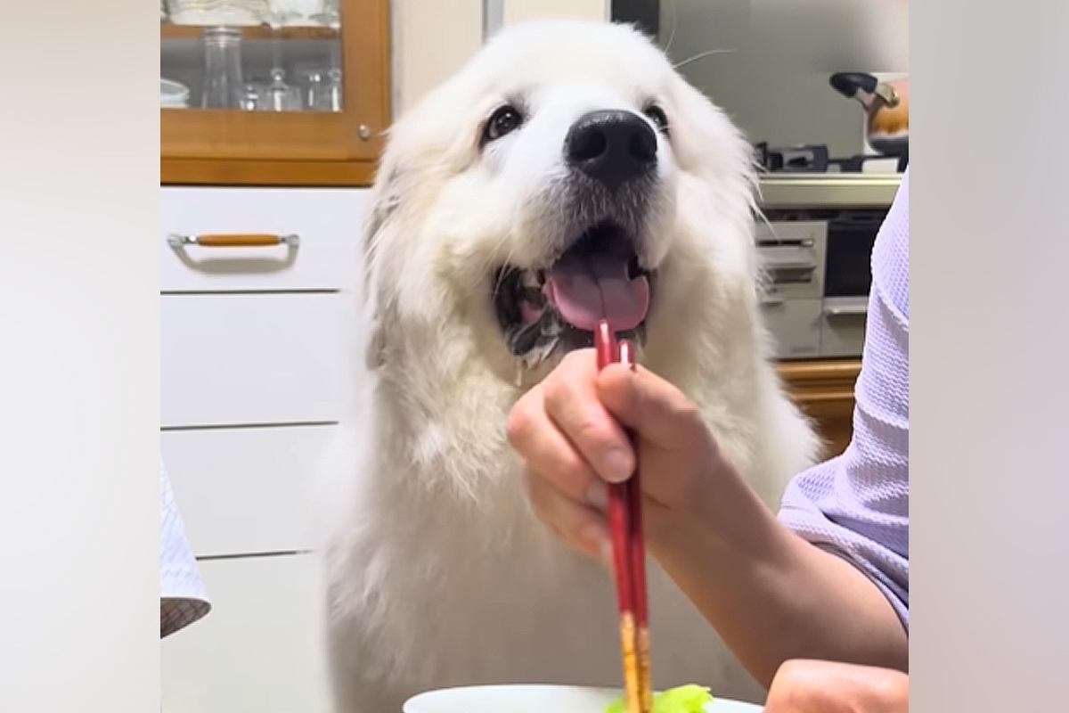 おばあちゃんがご飯を食べていたら『超大型犬』が近づいてきて…成功率100％の『おねだり』が110万再生「可愛すぎ」「甘やかしちゃうｗ」