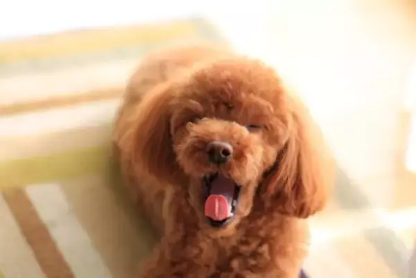 犬の『危険なあくび』5選　病気かどうかを判断する方法や仕草に隠された意味とは？