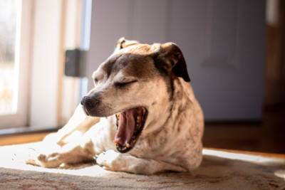 犬の『危険なあくび』5選　病気かどうかを判断する方法や仕草に隠された意味とは？