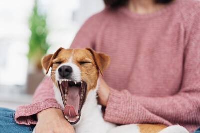 犬の『危険なあくび』5選　病気かどうかを判断する方法や仕草に隠された意味とは？