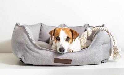 犬の『危険なあくび』5選　病気かどうかを判断する方法や仕草に隠された意味とは？