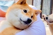『こんな優しい顔するんだ』生まれ故郷に里帰りした犬→再会した『母犬』が…愛に溢れた『表情』に2万いいね「涙が出た」「なんて優しい目」