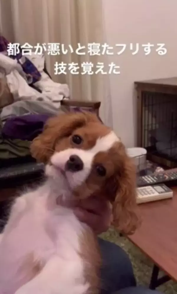 子犬のイタズラを注意した結果…『まさかの方法』でごまかそうとする姿が可愛すぎると147万再生「小言が子守唄に…」「消えたフリ？ｗ」