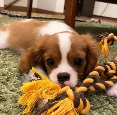 子犬のイタズラを注意した結果…『まさかの方法』でごまかそうとする姿が可愛すぎると147万再生「小言が子守唄に…」「消えたフリ？ｗ」