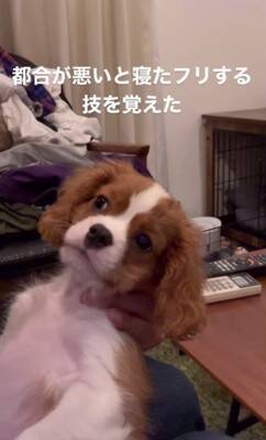 子犬のイタズラを注意した結果…『まさかの方法』でごまかそうとする姿が可愛すぎると147万再生「小言が子守唄に…」「消えたフリ？ｗ」
