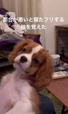 子犬のイタズラを注意した結果…『まさかの方法』でごまかそうとする姿が可愛すぎると147万再生「小言が子守唄に…」「消えたフリ？ｗ」
