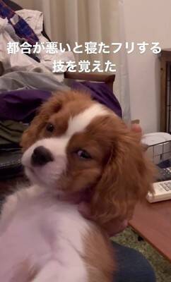 子犬のイタズラを注意した結果…『まさかの方法』でごまかそうとする姿が可愛すぎると147万再生「小言が子守唄に…」「消えたフリ？ｗ」