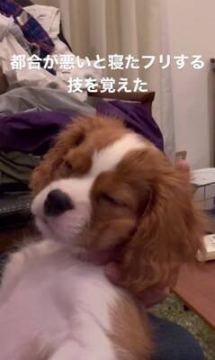 子犬のイタズラを注意した結果…『まさかの方法』でごまかそうとする姿が可愛すぎると147万再生「小言が子守唄に…」「消えたフリ？ｗ」