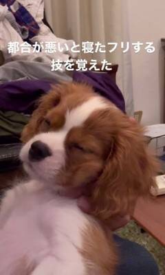 子犬のイタズラを注意した結果…『まさかの方法』でごまかそうとする姿が可愛すぎると147万再生「小言が子守唄に…」「消えたフリ？ｗ」