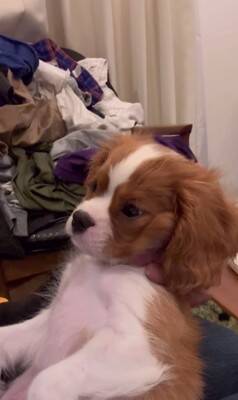 子犬のイタズラを注意した結果…『まさかの方法』でごまかそうとする姿が可愛すぎると147万再生「小言が子守唄に…」「消えたフリ？ｗ」