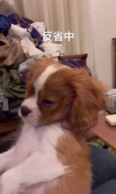 子犬のイタズラを注意した結果…『まさかの方法』でごまかそうとする姿が可愛すぎると147万再生「小言が子守唄に…」「消えたフリ？ｗ」