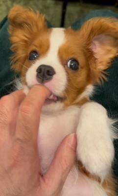 子犬のイタズラを注意した結果…『まさかの方法』でごまかそうとする姿が可愛すぎると147万再生「小言が子守唄に…」「消えたフリ？ｗ」