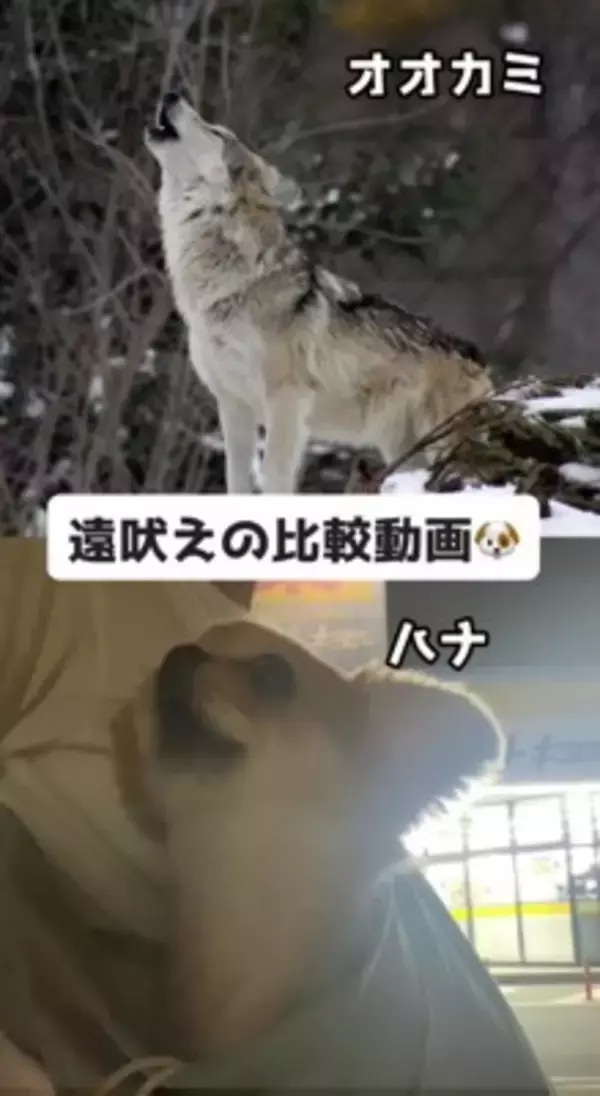 オオカミと小型犬の『遠吠えを比較してみた』結果…想像の100倍可愛い『衝撃の吠え方』が521万再生「反則級ｗ」「もはや泣いた」と悶絶