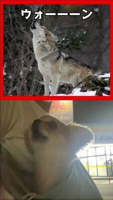 オオカミと小型犬の『遠吠えを比較してみた』結果…想像の100倍可愛い『衝撃の吠え方』が521万再生「反則級ｗ」「もはや泣いた」と悶絶