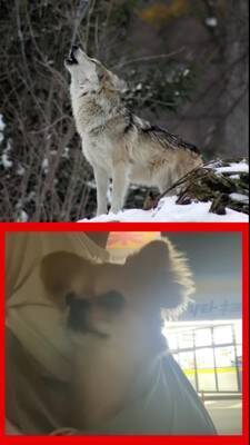 オオカミと小型犬の『遠吠えを比較してみた』結果…想像の100倍可愛い『衝撃の吠え方』が521万再生「反則級ｗ」「もはや泣いた」と悶絶