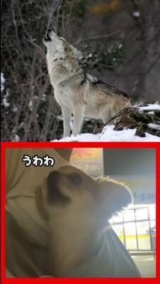 オオカミと小型犬の『遠吠えを比較してみた』結果…想像の100倍可愛い『衝撃の吠え方』が521万再生「反則級ｗ」「もはや泣いた」と悶絶