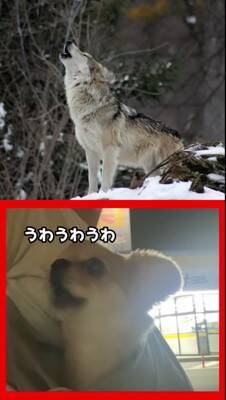 オオカミと小型犬の『遠吠えを比較してみた』結果…想像の100倍可愛い『衝撃の吠え方』が521万再生「反則級ｗ」「もはや泣いた」と悶絶