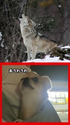 オオカミと小型犬の『遠吠えを比較してみた』結果…想像の100倍可愛い『衝撃の吠え方』が521万再生「反則級ｗ」「もはや泣いた」と悶絶
