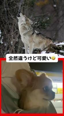 オオカミと小型犬の『遠吠えを比較してみた』結果…想像の100倍可愛い『衝撃の吠え方』が521万再生「反則級ｗ」「もはや泣いた」と悶絶