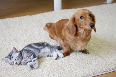 犬との同居が不向きな動物4種　相性が合わない理由から同時に飼う場合の注意点まで