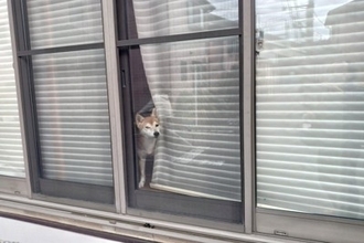 犬が飼い主の『帰りを待っている』ときの心理3つ　愛犬の気持ちへの寄り添い方までご紹介