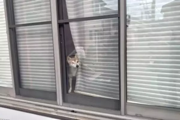 犬が飼い主の『帰りを待っている』ときの心理3つ　愛犬の気持ちへの寄り添い方までご紹介