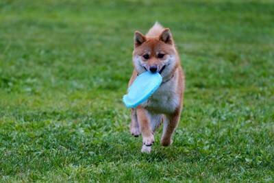 犬が『意欲を失う』飼い主の行動5つ　やる気がなくなってしまう理由やモチベーションを高める方法まで