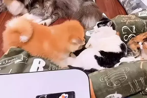 猫まみれの中で育った『秋田犬』→怒られながらも、絆を深めて…尊すぎる『現在の光景』に反響「すごい変化」「ブチギレられても好きなの伝わる」