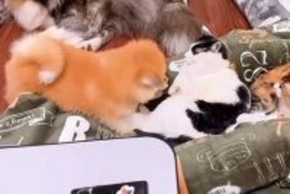 猫まみれの中で育った『秋田犬』→怒られながらも、絆を深めて…尊すぎる『現在の光景』に反響「すごい変化」「ブチギレられても好きなの伝わる」