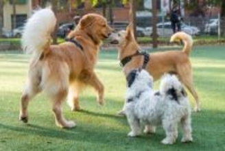 犬の世界でも『いじめ』は起こるの？犬同士の嫌がらせを防ぐために飼い主ができることはあるの？