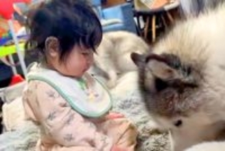 赤ちゃんが『大型犬にお世話され育った』結果→まるで本当の妹のようで…種族を超えた『尊すぎる光景』が13万再生「表情が…」「なんて優しい」