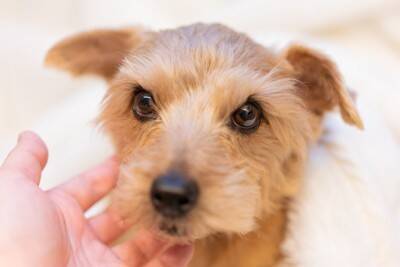 犬が『初対面の人』にみせる5つの行動　初めて接するときに絶対やってはいけないタブー行為まで