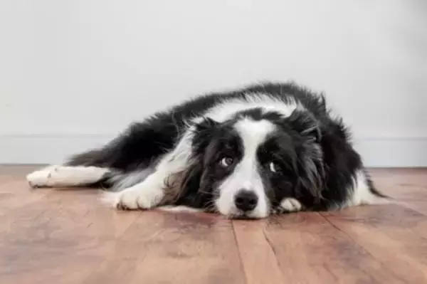 犬の『プライド』が傷つく絶対NG行為5選　飼い主の何気ない行動が愛犬を悲しませてしまうことも…