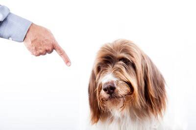 犬の『プライド』が傷つく絶対NG行為5選　飼い主の何気ない行動が愛犬を悲しませてしまうことも…
