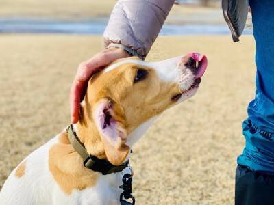 犬の『プライド』が傷つく絶対NG行為5選　飼い主の何気ない行動が愛犬を悲しませてしまうことも…