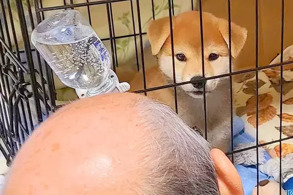 赤ちゃん犬を飼って3日目→父がずーっと見つめていて…『完全にダメになった光景』に42万いいね「気持ちわかる」「後ろ姿が…ｗ」現在の様子も