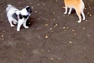 『犬見知りワンコ』がドッグランに集まった結果→『さすがに遊ぶかな』と思ったら…想像以上の光景に2万いいね「みんな地蔵で草」「静かすぎｗ」
