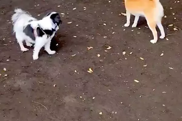 『犬見知りワンコ』がドッグランに集まった結果→『さすがに遊ぶかな』と思ったら…想像以上の光景に2万いいね「みんな地蔵で草」「静かすぎｗ」