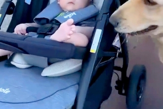 赤ちゃんが『2匹の大型犬と一緒に散歩をした』結果→ベビーカーのそばを離れずに…あまりに尊い光景が19万再生「心強いSP」「いいお兄さん」