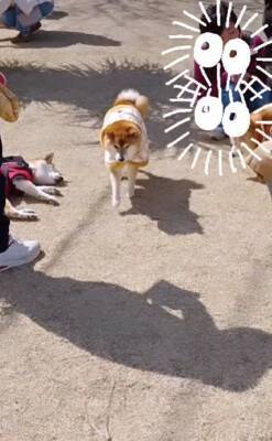 『老犬限定のドッグラン』に行ってみたら…想像以上だった『和やかすぎる光景』が197万再生「ドッグがランしてないのたまらんｗ」「素敵」