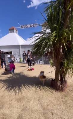 『老犬限定のドッグラン』に行ってみたら…想像以上だった『和やかすぎる光景』が197万再生「ドッグがランしてないのたまらんｗ」「素敵」