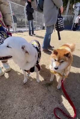 『老犬限定のドッグラン』に行ってみたら…想像以上だった『和やかすぎる光景』が197万再生「ドッグがランしてないのたまらんｗ」「素敵」