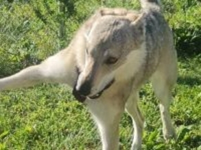 自分より小さい先輩犬と遊びたい大型犬→クセが強すぎる『誘い方』に4万いいね集まる「表情最高ｗｗ」「奇跡の一枚」と絶賛の声