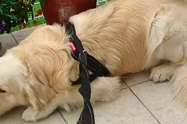 散歩に行くつもりの大型犬→『動物病院に行くこと』を伝えたら…子どものような『必死の抵抗』に反響「表情が可愛くて笑ったｗ」「微笑ましい」