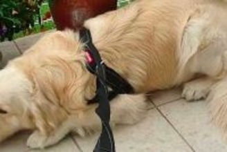 散歩に行くつもりの大型犬→『動物病院に行くこと』を伝えたら…子どものような『必死の抵抗』に反響「表情が可愛くて笑ったｗ」「微笑ましい」