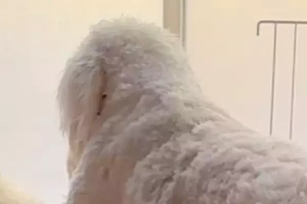 窓の方を向いて固まる大型犬→何しているのかと近づいてみると…まさかのハプニングが30万再生「哀愁がｗｗ」「おじいちゃんみたいで草」と反響